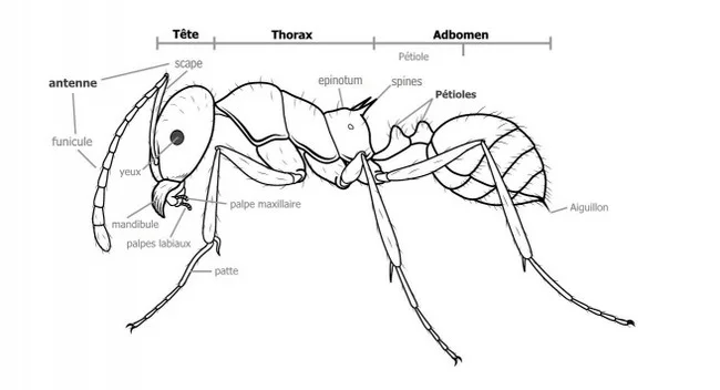 Anatomie de base de la fourmis