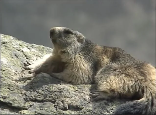 Marmotte qui prend un bain de soleil