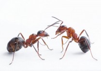 moyen écologiques pour exterminer les fourmis