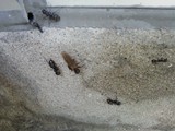extermination des fourmis charpentieres avec des ailes