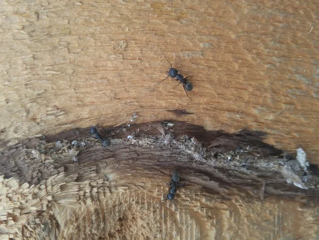 Les fourmis charpentière sont attirées par le bois humide