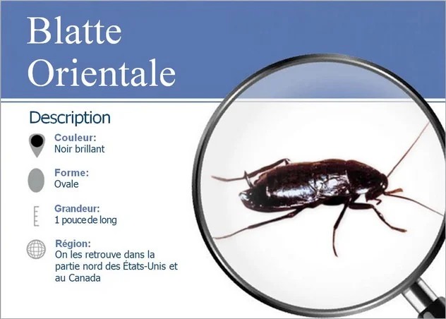 Schéma anatomique de la blatte asiatique (orientale)