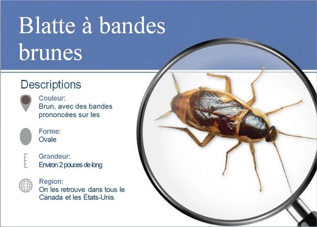Schéma anatomique de la blatte à bandes brunes