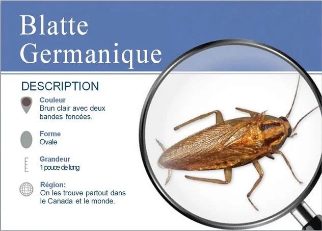 Schéma anatomique de la blatte germanique (coquerelle)
