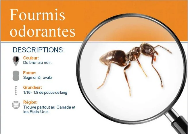 Fiche technique et identification de la fourmi odorante Tapinoma sessile
