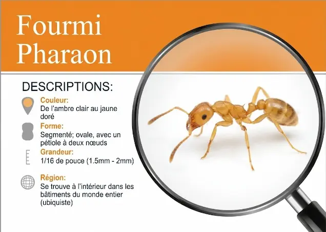 Schéma anatomique de la fourmi pharaon (Monomorium pharaonis)