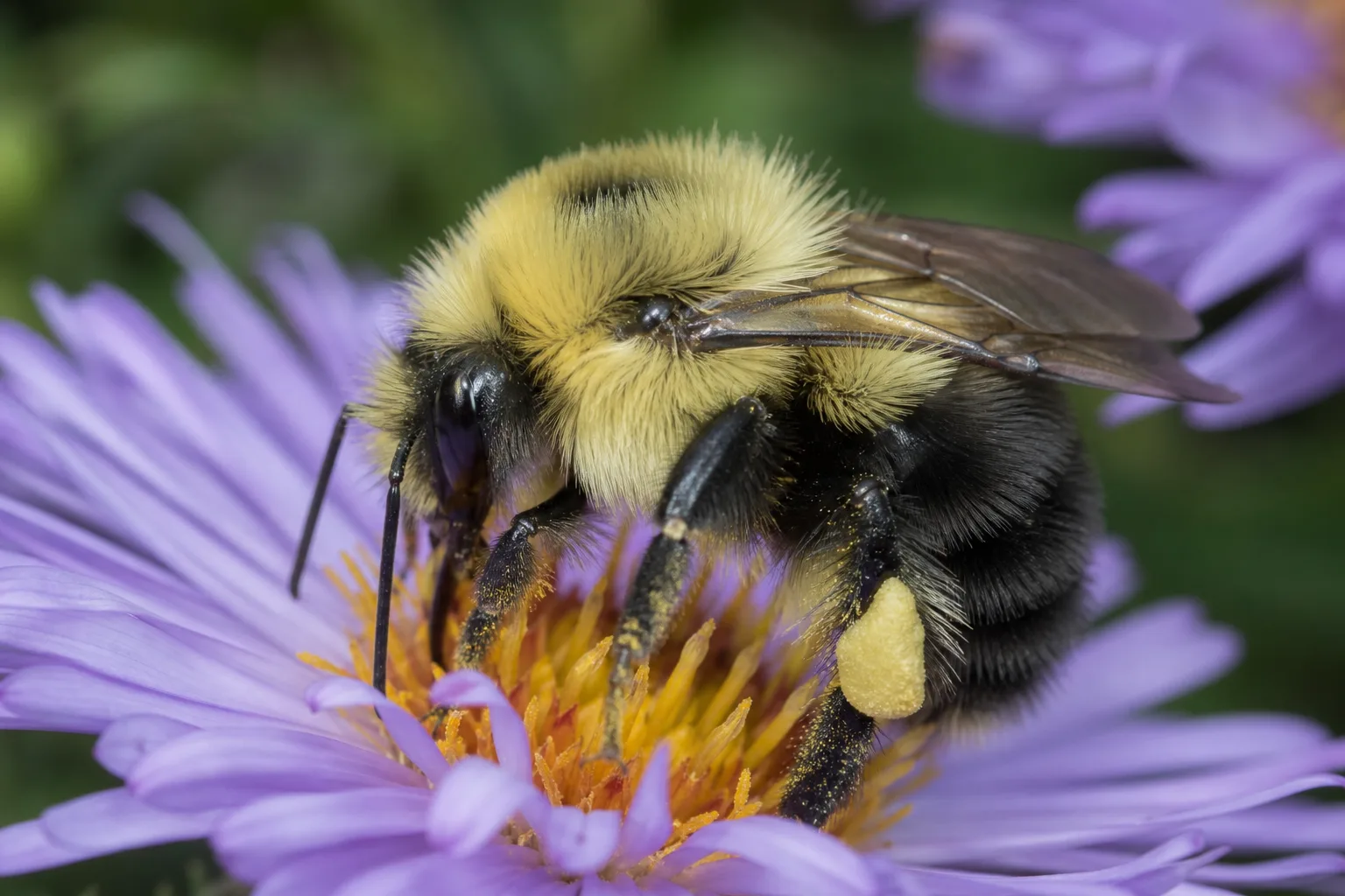 Bourdon Bombus très velu sur une fleur