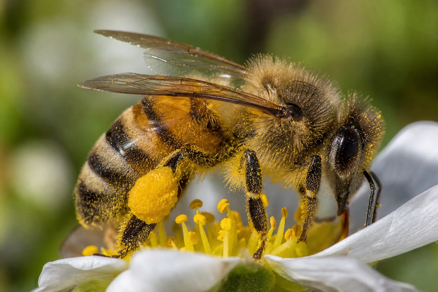 Abeille domestique (Apis) pollinisatrice