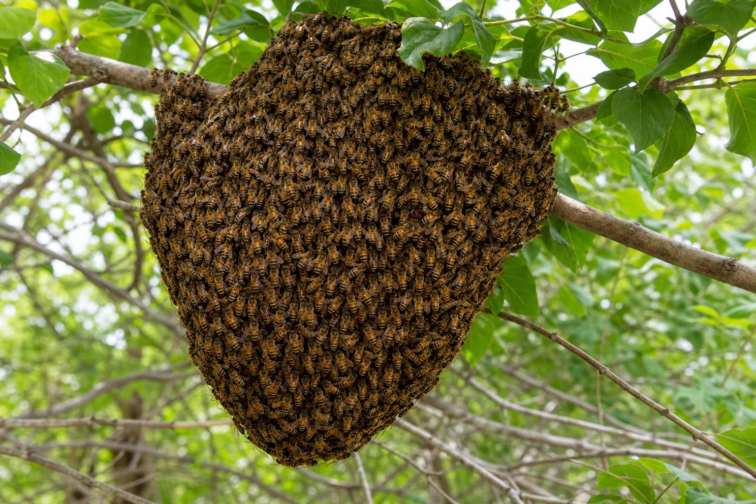 Essaim d'abeilles domestiques en grappe