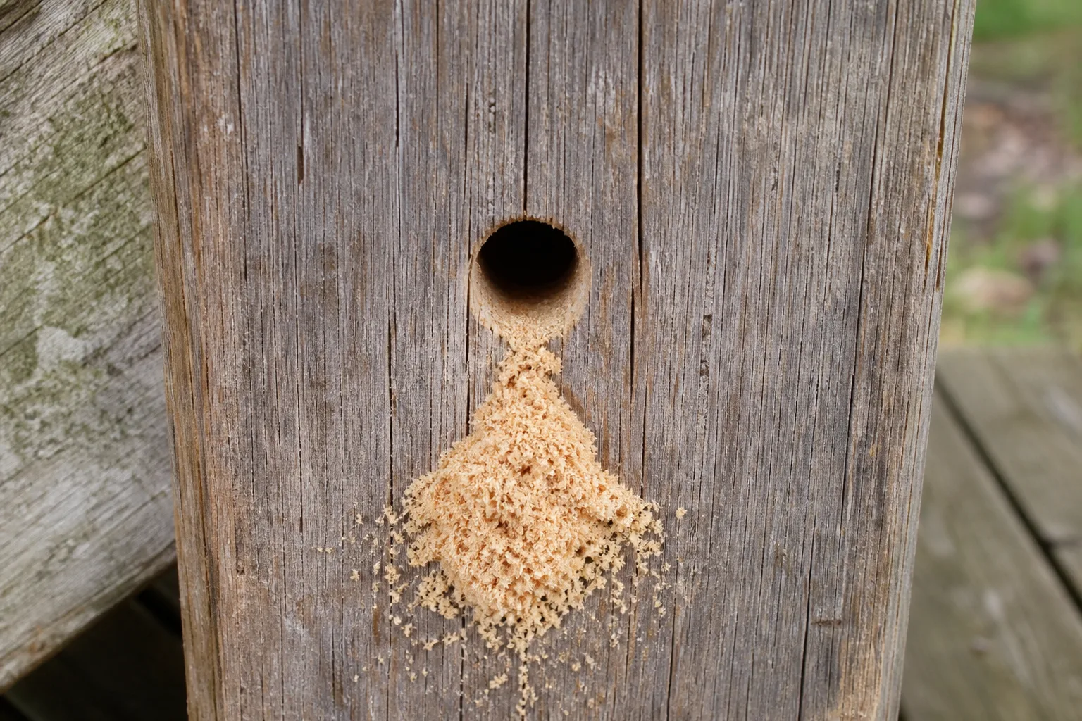 Trou rond et frass d'abeille charpentière