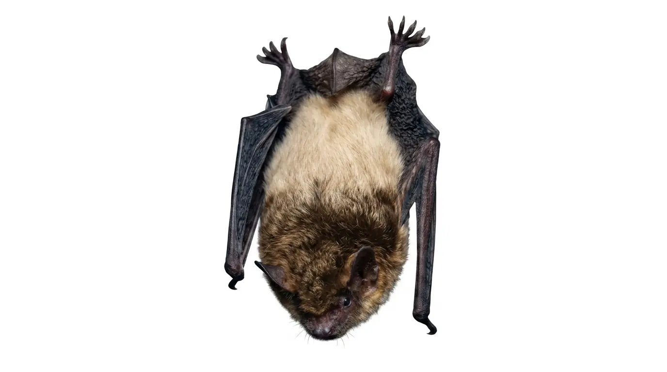 Intervention contre chauve-souris nordique et pygmée