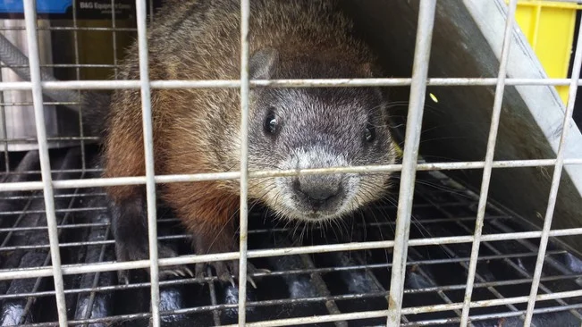 Capture d'une famille de marmottes