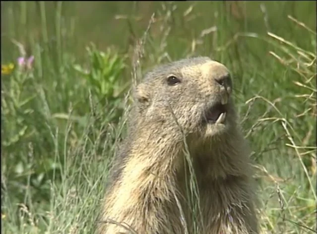 Capture de marmotte adulte à Montréal