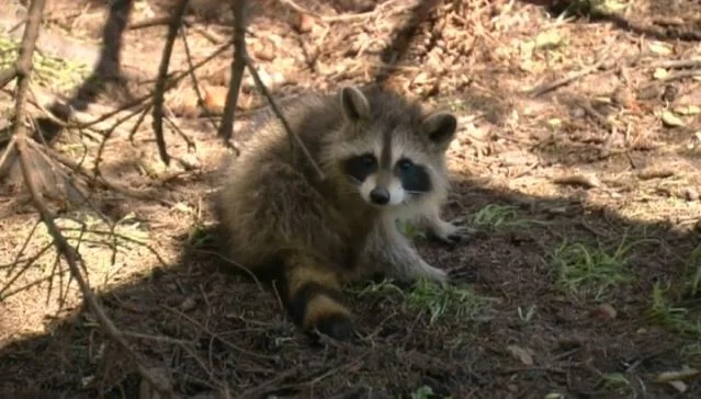 Capture de raton laveur adulte à Montréal