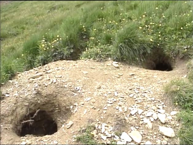 Remblayage des terriers de marmotte