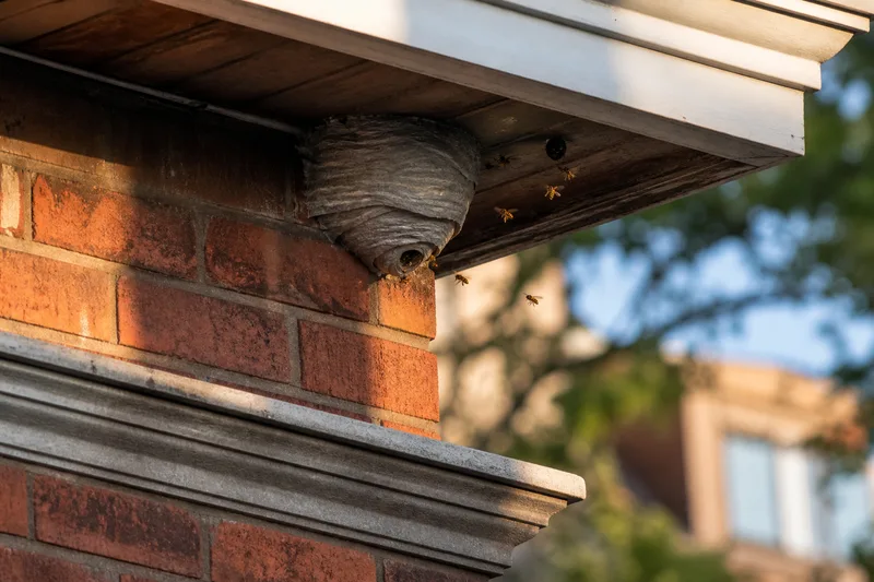 Nid de guêpes sous le soffite d’un plex de brique à Montréal, fin d’été