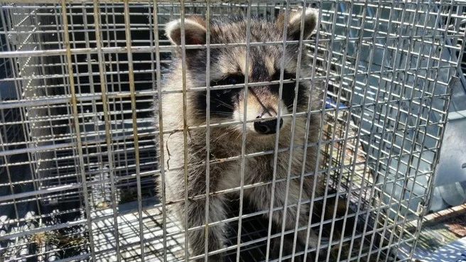 Technicien exterminateur installant une cage humanitaire pour capturer un raton laveur au Québec