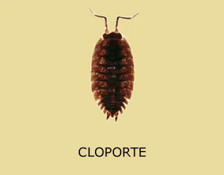 Cloporte adulte (isopode terrestre)