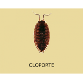 Adulte Oniscidea / cloportes