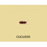 Adulte cucujide dentelé des grains (coléoptère plat)