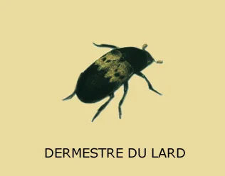 Dermeste du lard apparenté aux anthrènes
