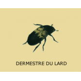 Indices de présence d'dermeste du lard
