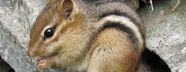 Exterminateur écureuil