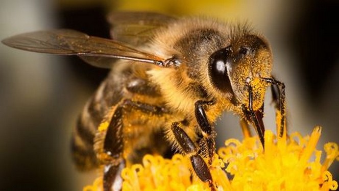 Exterminateur abeille domestique