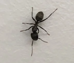 fourmis charpentières peuvent mordent