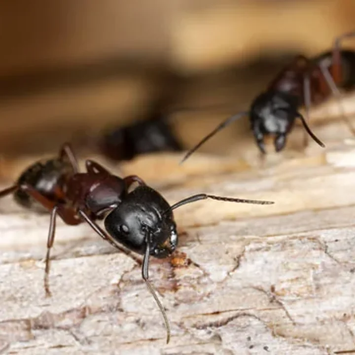 Fourmis charpentière — fourmi noire gâte-bois au Québec