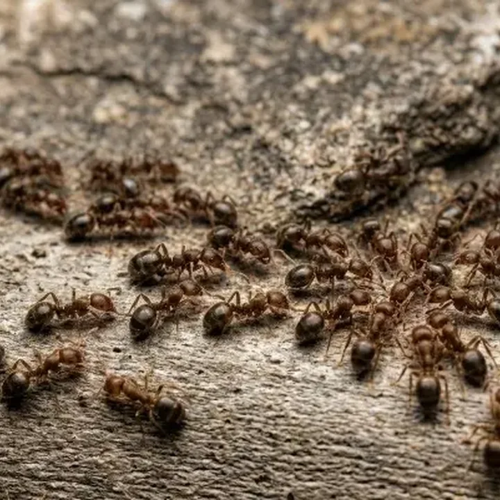 Fourmis odorante — Tapinoma sessile