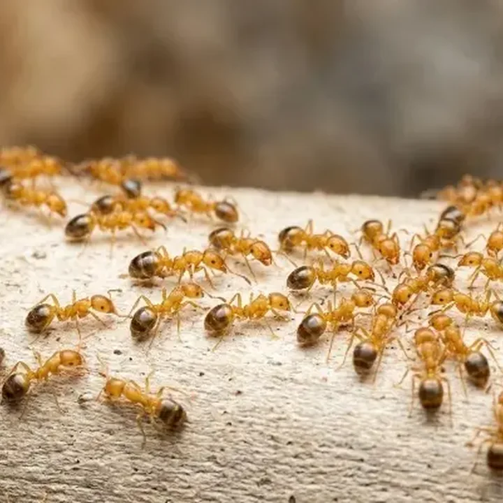 Fourmis pharaon — Monomorium pharaonis