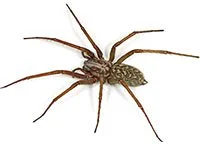 Araignée sur une toile