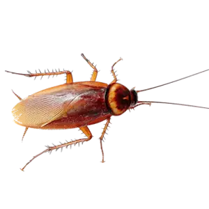 Blatte américaine (Periplaneta americana), grande blatte rougeâtre