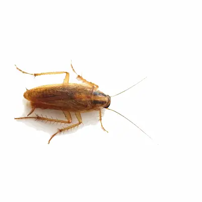Blatte germanique (Blattella germanica), coquerelle la plus commune