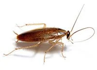 Extermination de blattes et coquerelles