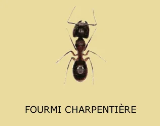 Exterminateur spécialiste en fourmis charpentières (Camponotus) détruisant le bois
