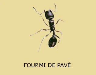 Traitement contre les fourmis de pavé (Tetramorium) laissant des monticules de sable