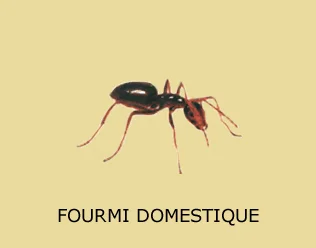 Gestion parasitaire des fourmis odorantes (Tapinoma sessile) dans la cuisine