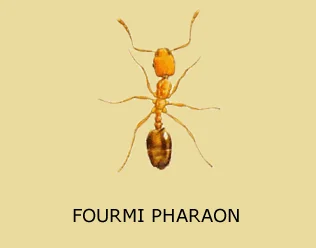 Éradication de nid de fourmis pharaon (Monomorium) par appâtage professionnel