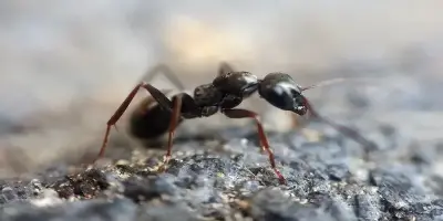 Extermination de fourmis charpentières