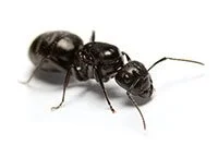 Extermination de fourmis charpentières
