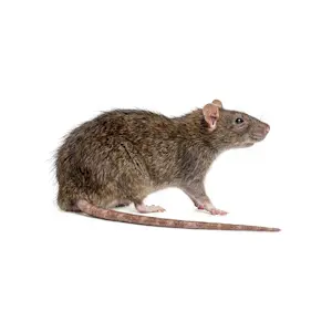 Extermination du Rat brun, surmulot ou rat d'égout (Rattus norvegicus)