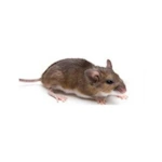 Souris domestique (Mus musculus) à l'intérieur d'un bâtiment