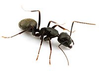 Comment éradiquer les fourmis