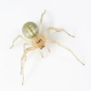 Cheiracanthe (Yellow Sac Spider)