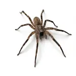 Araignée-loup (Wolf Spider) au Québec