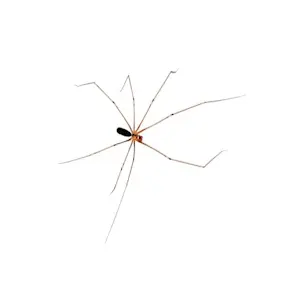Pholque de cave (Cellar Spider)