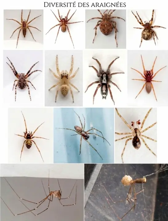 Identification des araignées communes du Québec