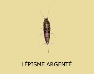 Nymphe et adulte de lépisme argenté